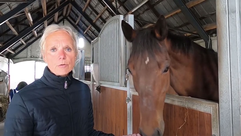 Lav din egen fluespray og hold din hest fluefri